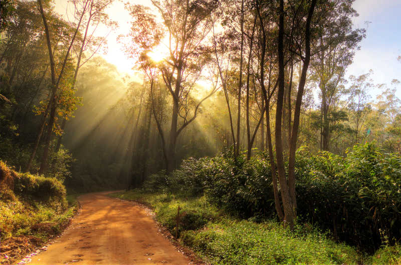早晨阳光穿过树林照射在蜿蜒的小道