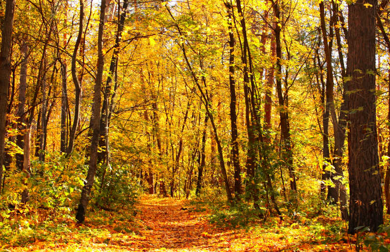 秋天森林里的树和小道