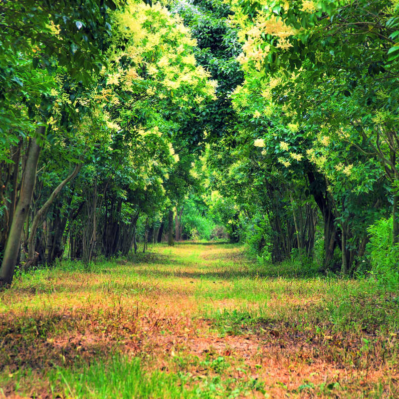 幽静的树林和扬长的小道