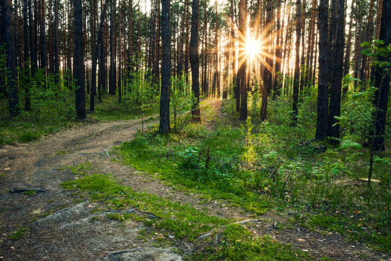 被阳光照射的森林里的树木和蜿蜒小道