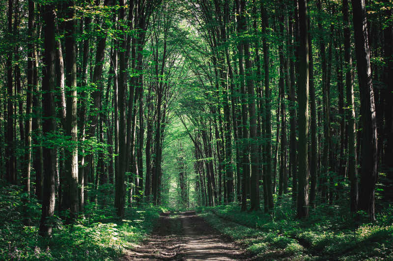 绿色森林的狭窄的路