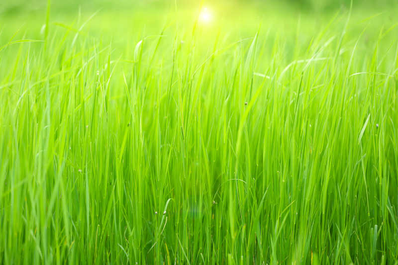 田野里美丽的绿草