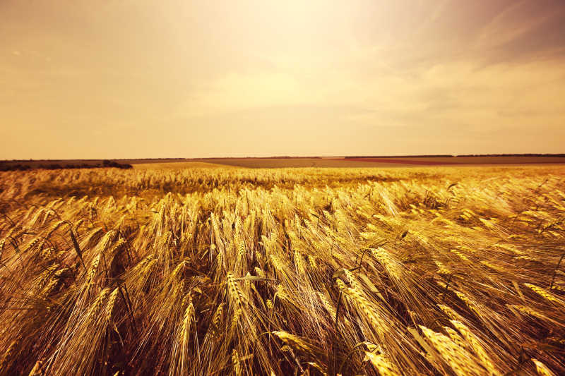 收获的金黄的小麦