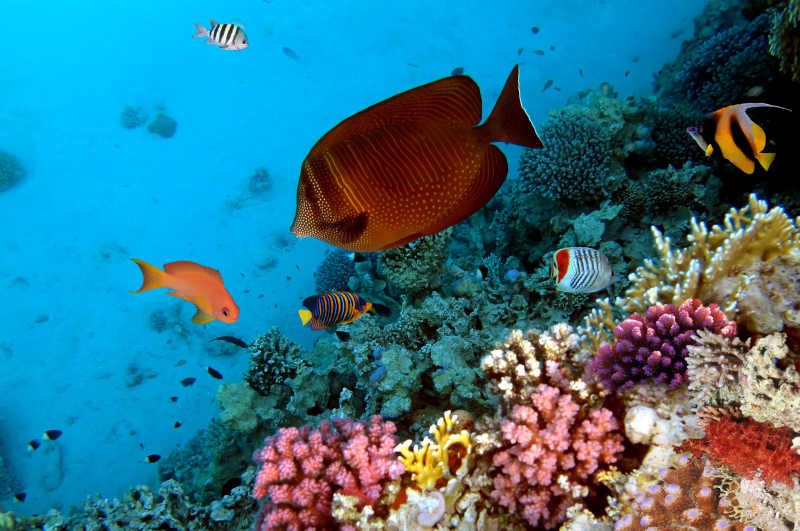 红海海底美丽的珊瑚和鱼群