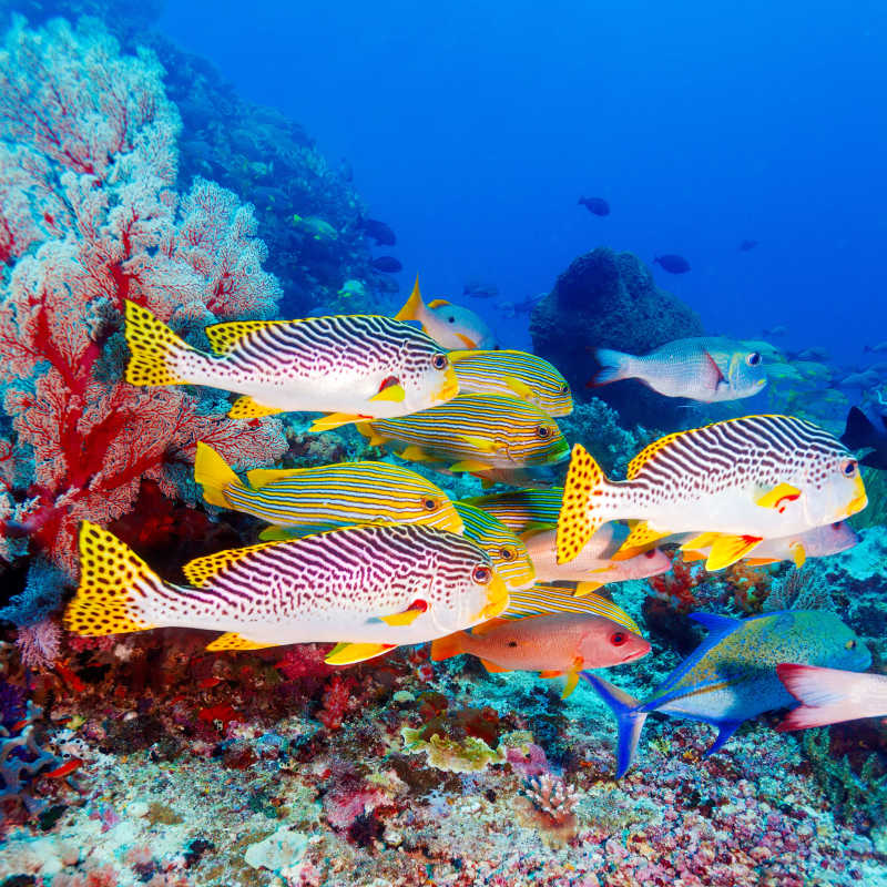 热带海底的珊瑚礁和鱼群
