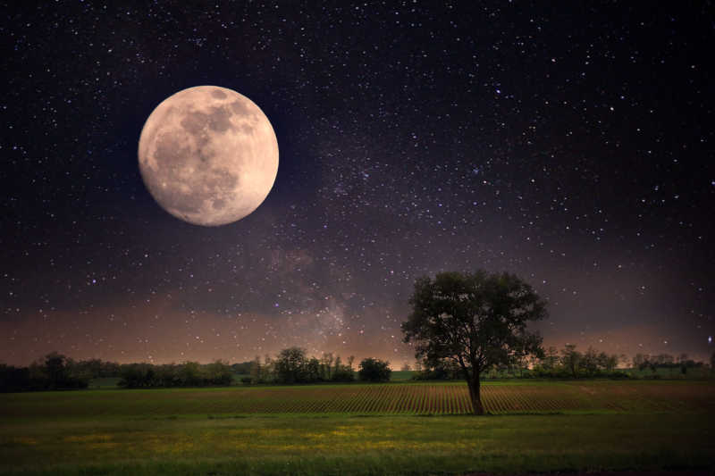 孤独的树和月亮