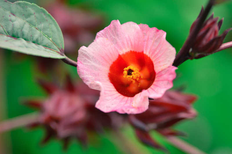 玫瑰茄洛神花或果实