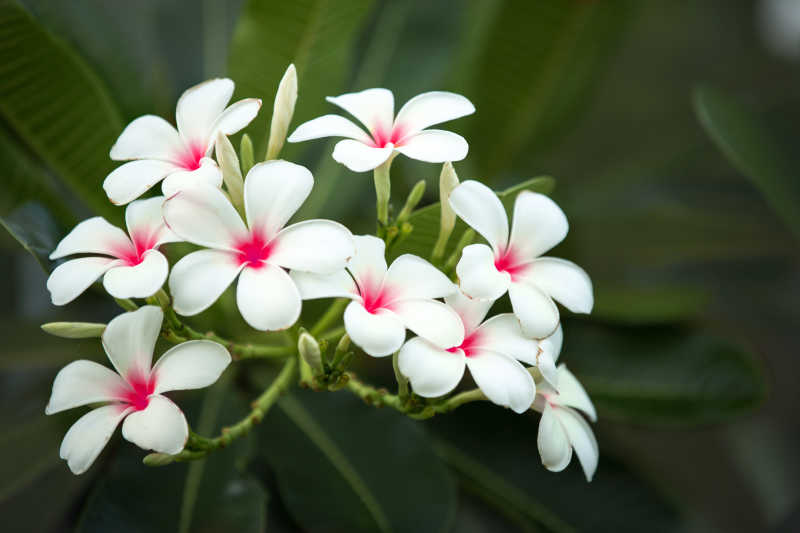 靠近热带花卉的鸡蛋花