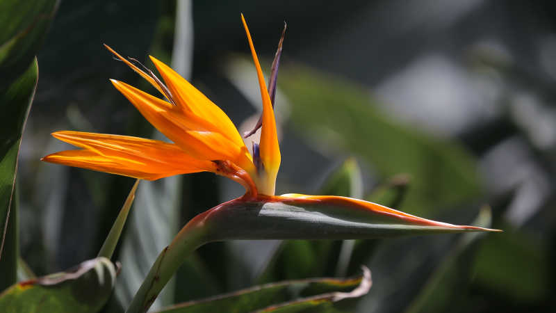 Strelitzia