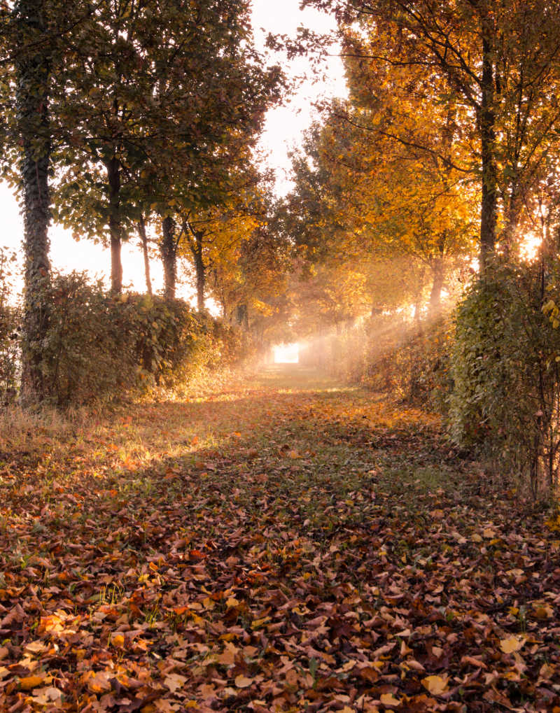 美丽的秋季森林小路和落叶