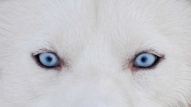 哈士奇犬的蓝色眼睛