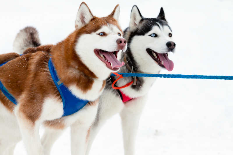 两头雪橇犬