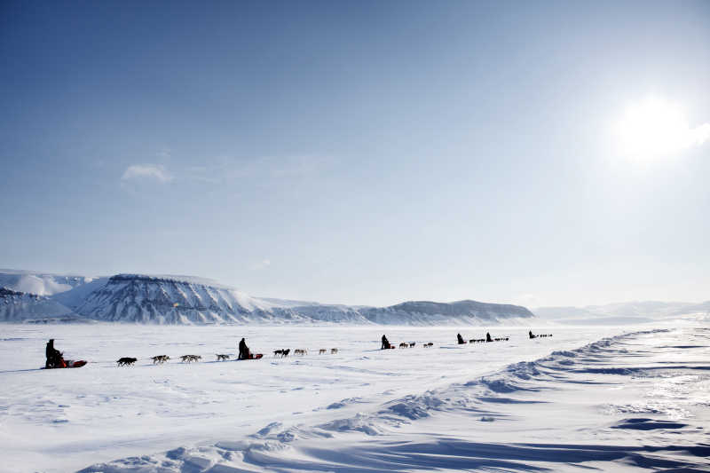 哈士奇犬雪橇探险穿越贫瘠的冰面