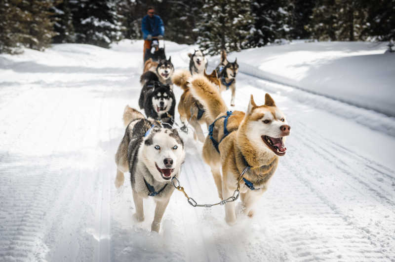 一群雪橇犬拉着雪橇在跑