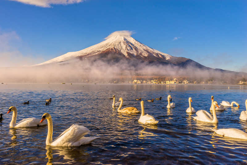 晴朗的富士山下水中的天鹅