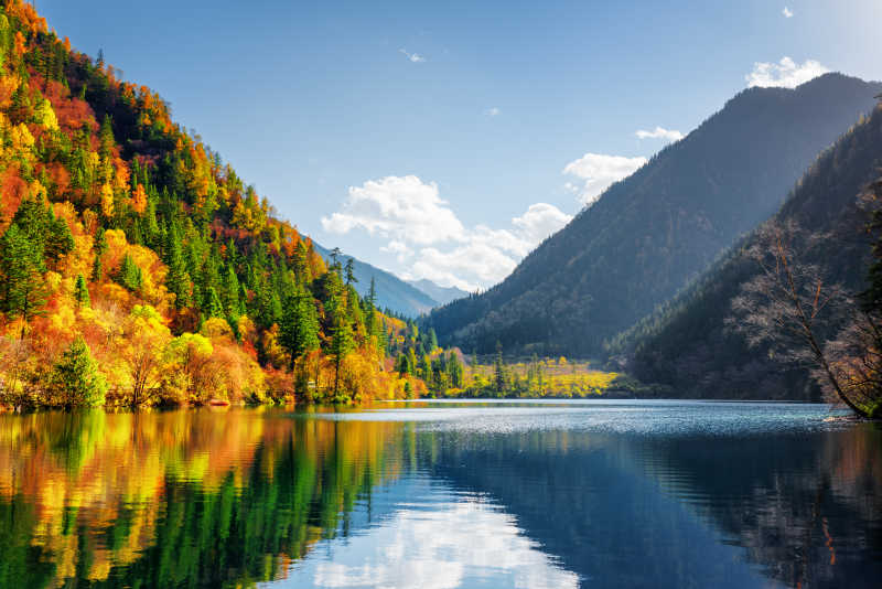秋天的树林倒映在水中自然美景