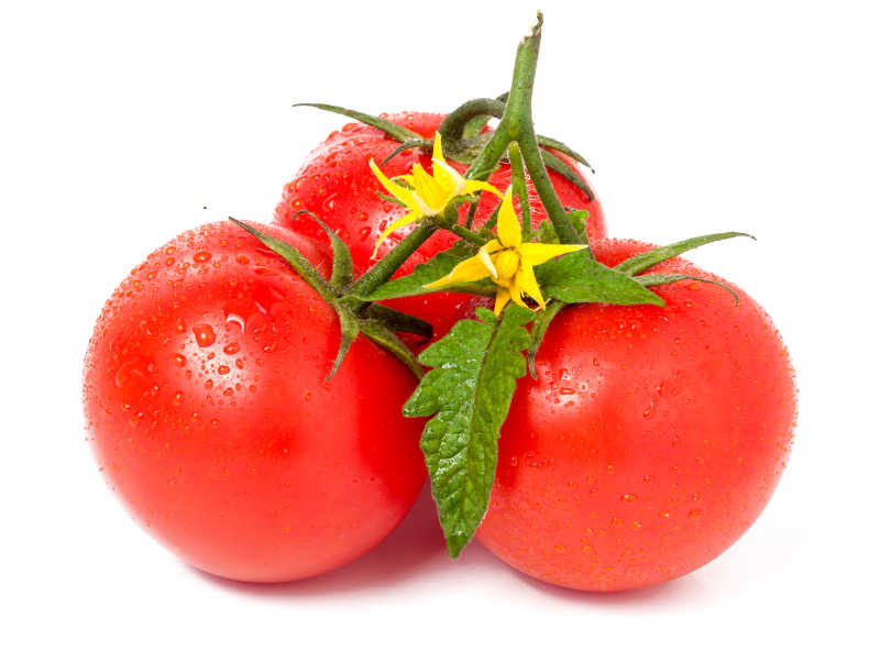 刚刚采摘的新鲜西红柿