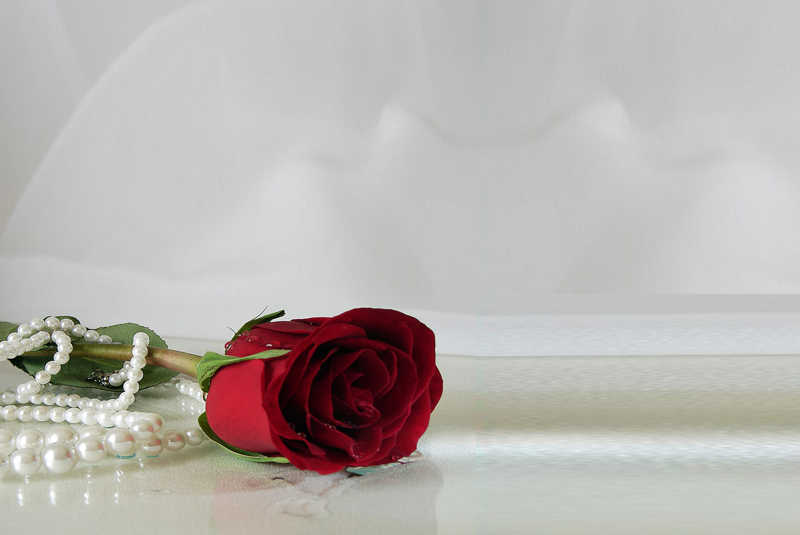 珍珠和红玫瑰