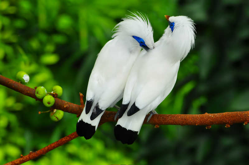 树枝上的两只白色鹦鹉