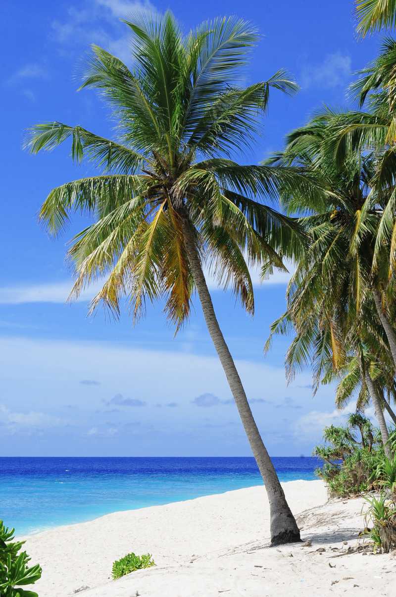蓝天下的海滩边上的棕榈树