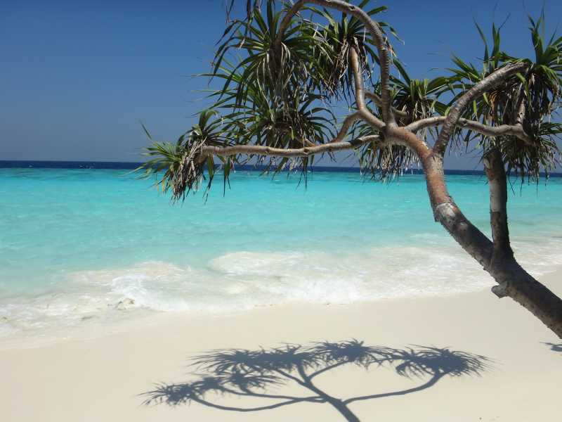 海滩边上的热带树