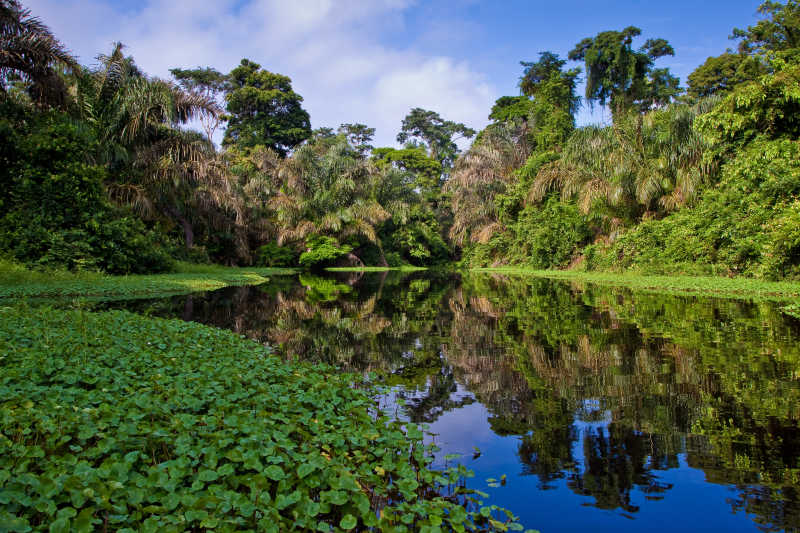 热带雨林中的河流和树木
