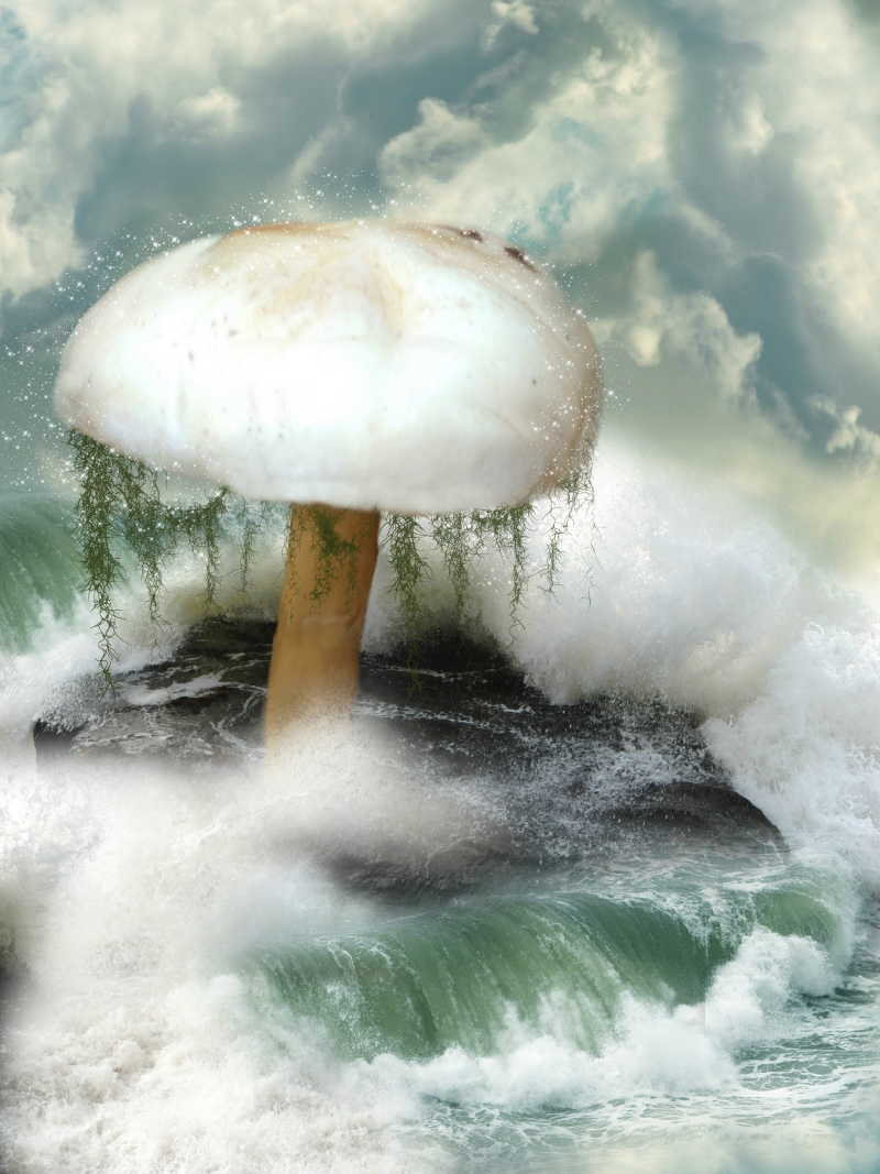 海洋中的蘑菇在大石头上