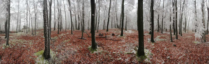 冬天的树林360度全景