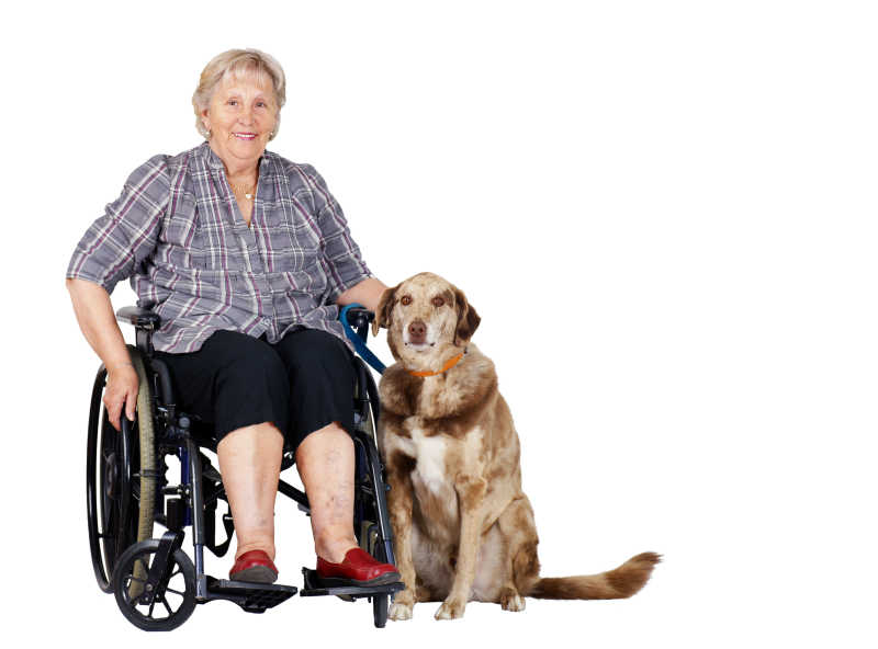 坐在轮椅上的快乐的老妇人和她的大狗