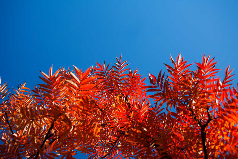 秋天里的红色树叶