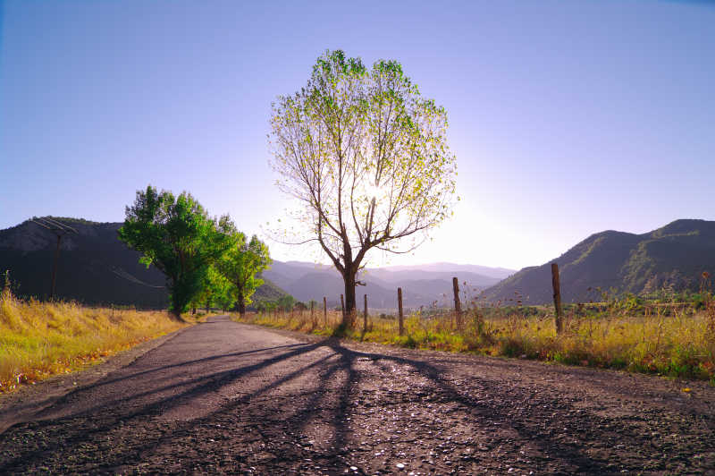 阳光下的路边风景