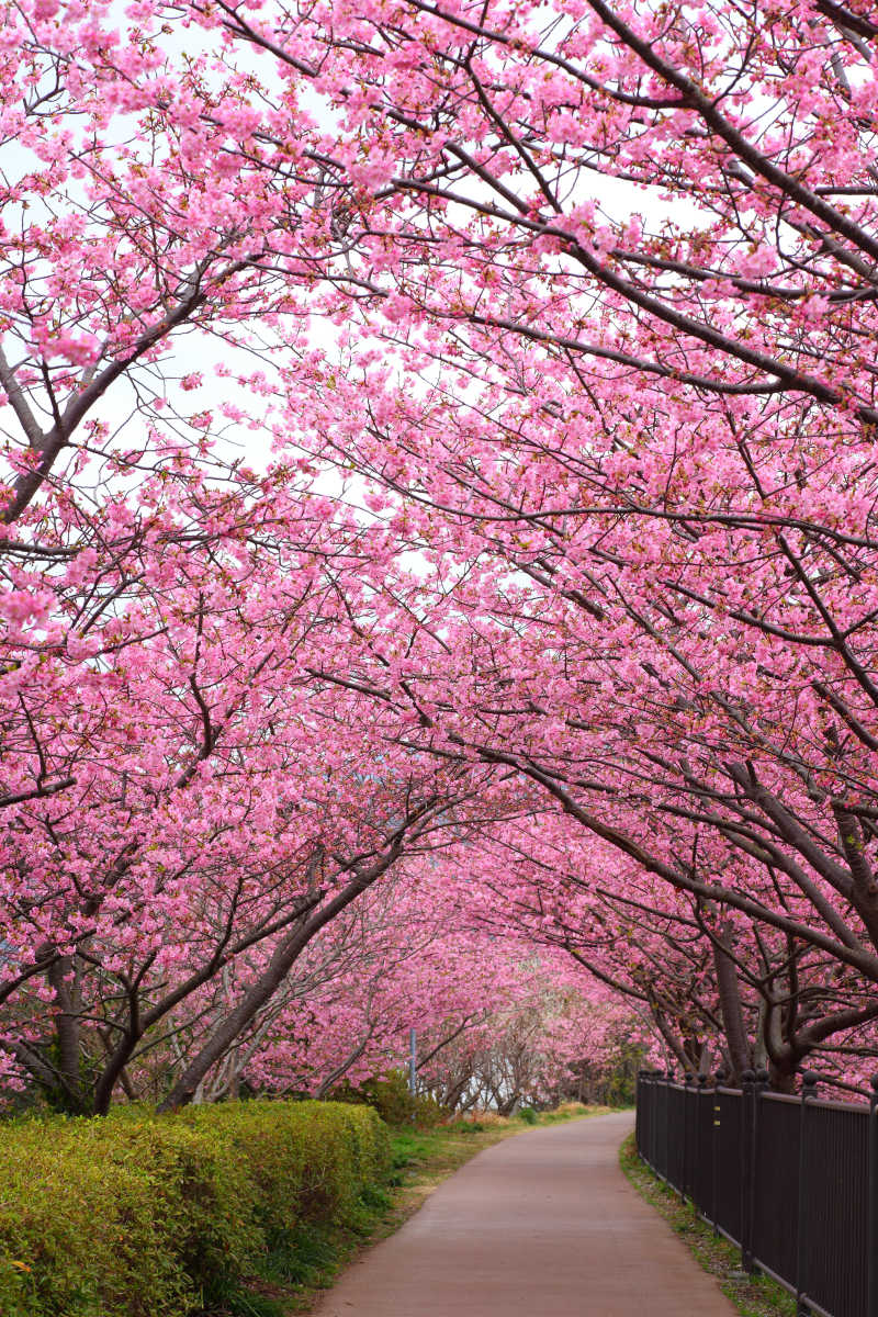 道路两边的樱花树