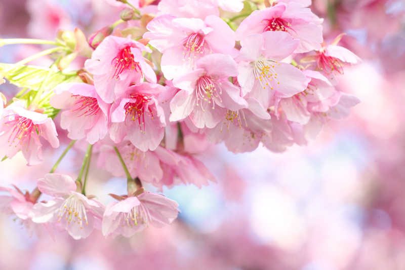 粉色美丽樱花