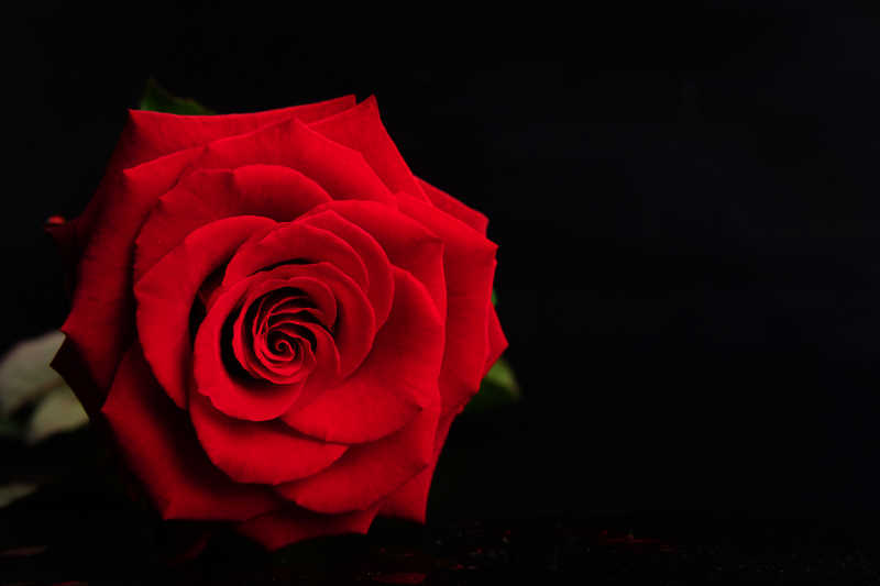 黑色背景下的一朵红色玫瑰