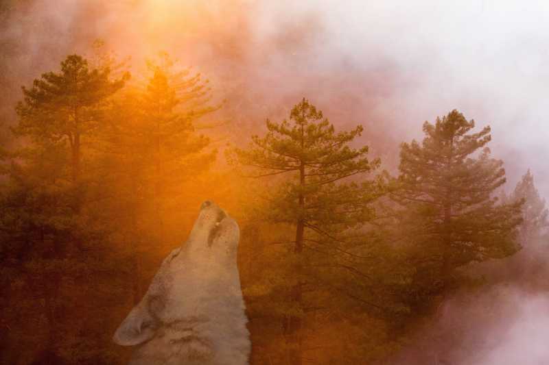狼与林间的图片