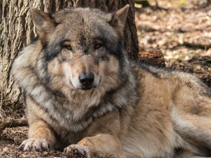 森林里的狼趴在地上休息
