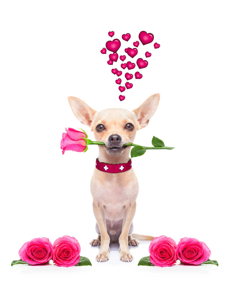 情人节送玫瑰花的狗狗