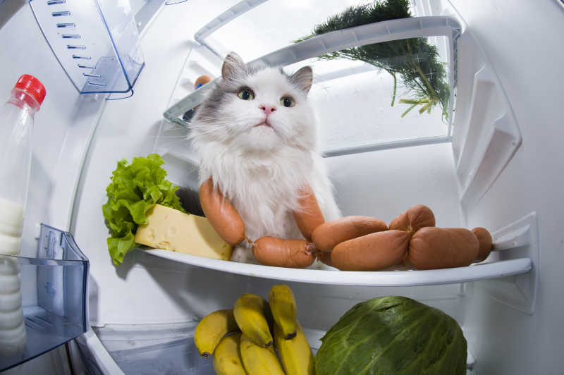 小猫在冰箱里偷香肠的