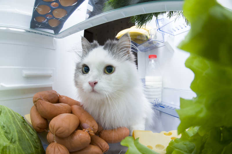 躲在冰箱里的小猫