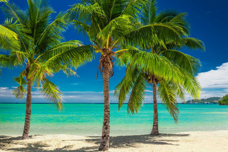 三棵海滩边的棕榈树