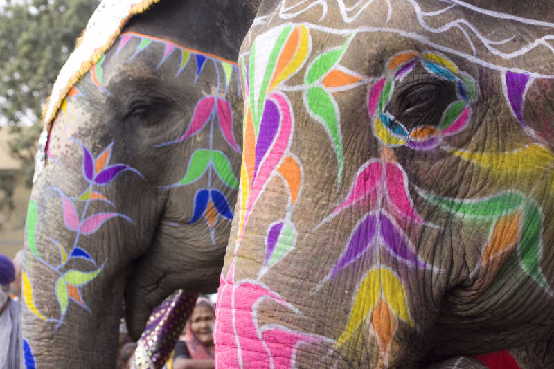 印度七彩的大象
