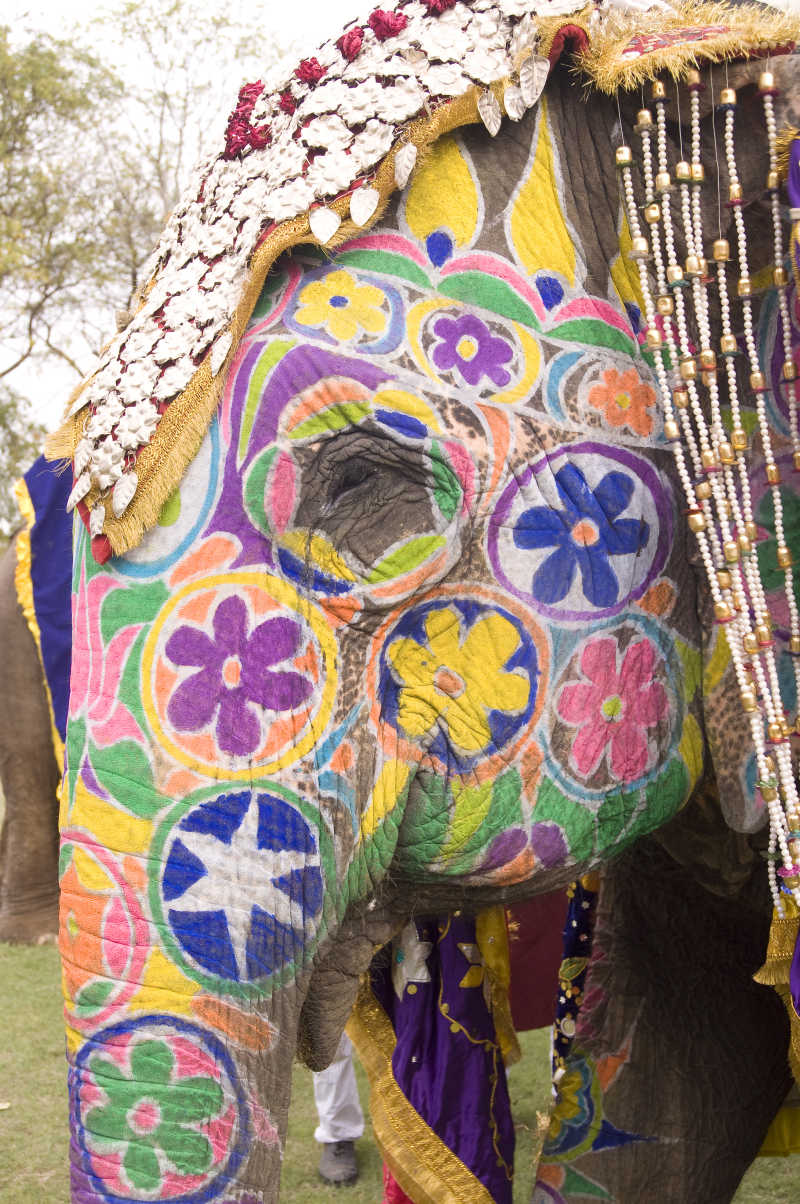 彩色装饰的大象