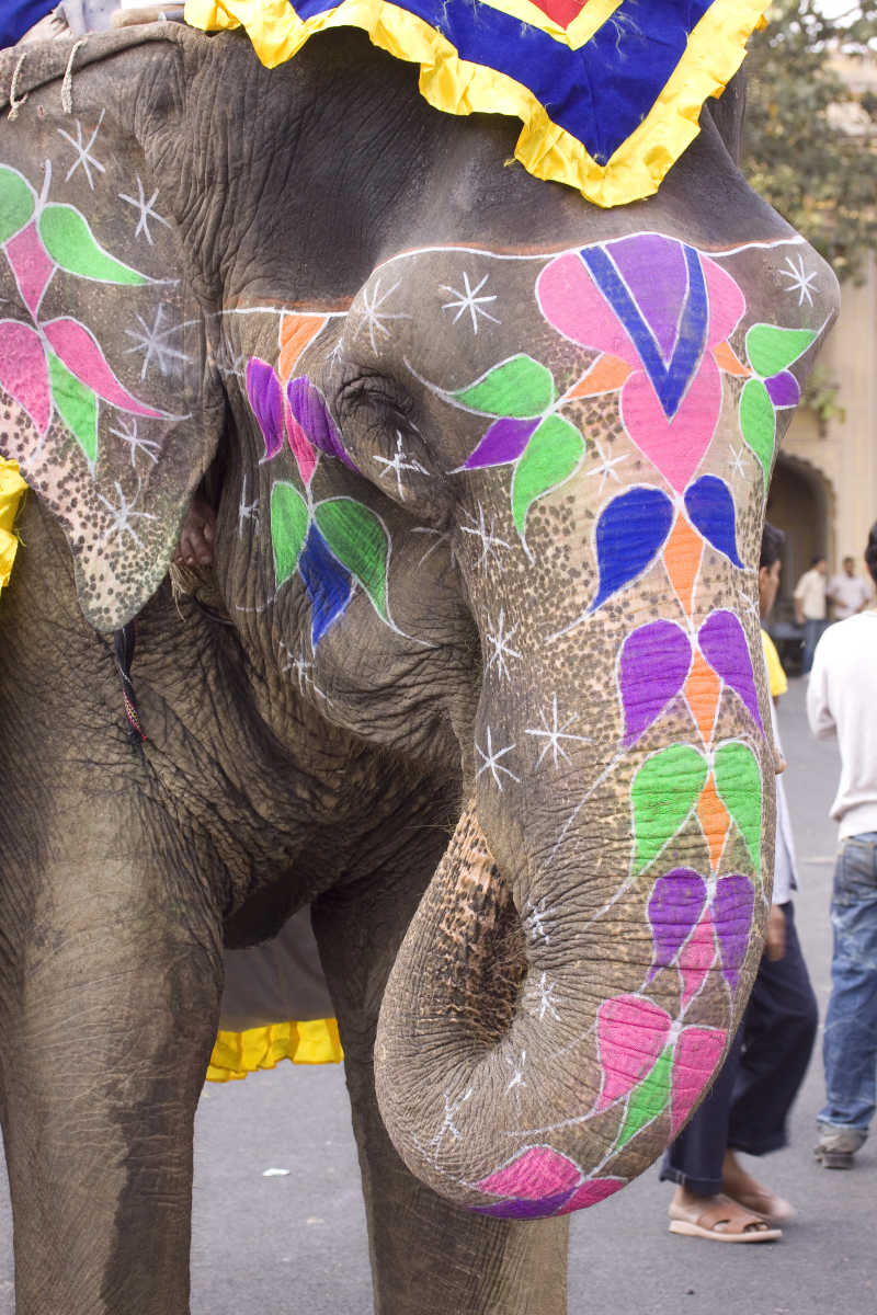 斋浦尔手绘的彩色大象