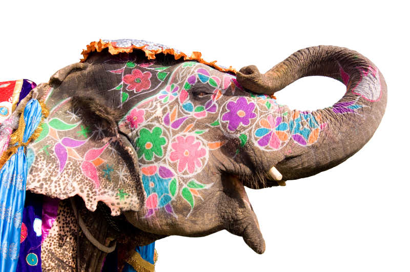 身上画满花纹的大象