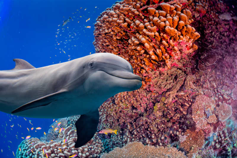 海豚和红珊瑚