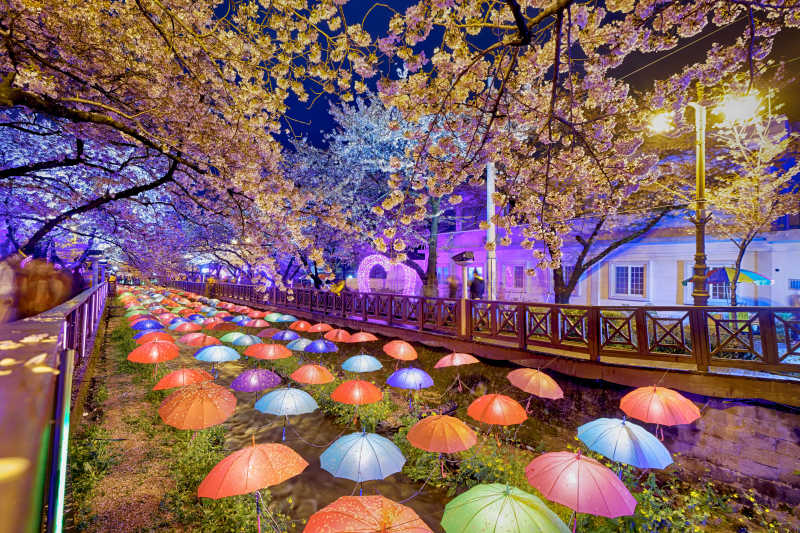 夜间的釜山樱花景色