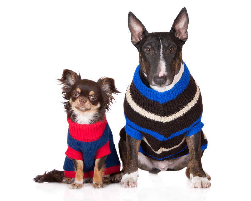 两只狗穿着针织毛衣