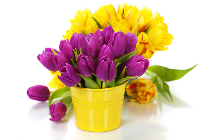 黄色与紫色郁金香