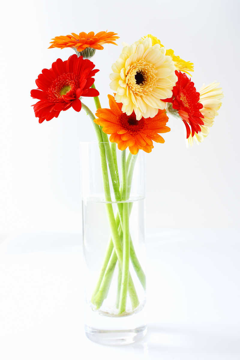 玻璃花瓶里色彩鲜艳的非洲菊