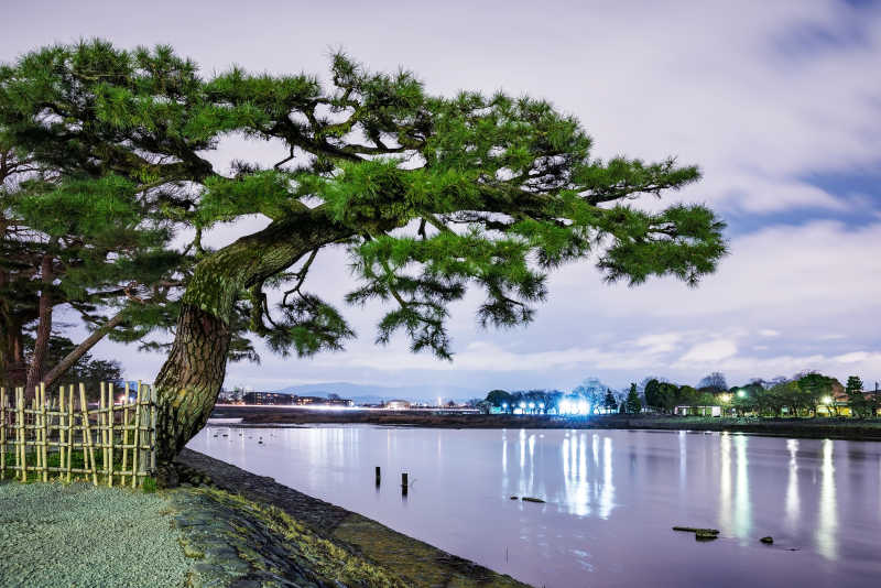 日本京都夜间的树木